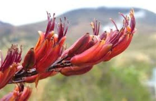 Phormium Tenax -Harakeke / NZ Flax