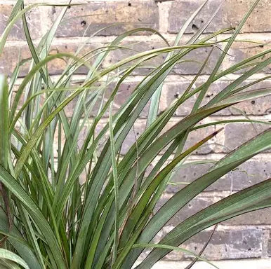 Phormium Surfer