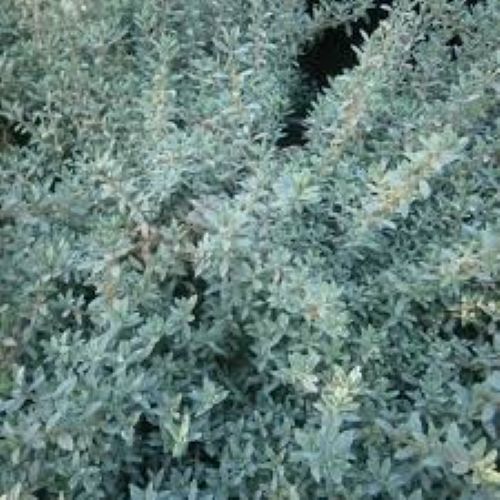 Pimelea Blue Peter