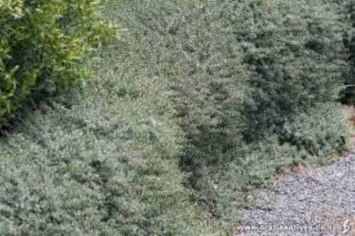 Pimelea Blue Peter