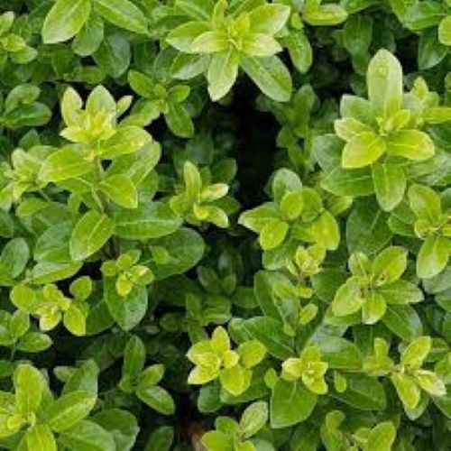Pittosporum Mountain Green