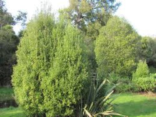 Pittosporum Mountain Green