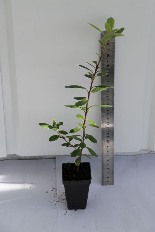 Pittosporum Raphii