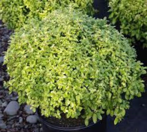 Pittosporum Frankies Folly