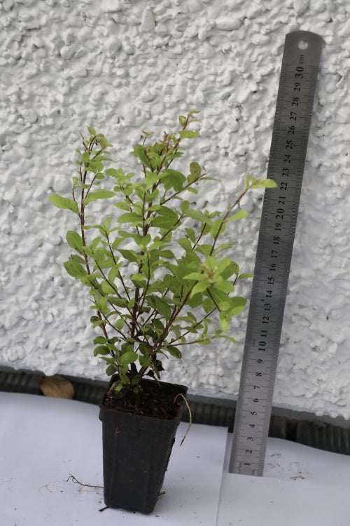 Pittosporum  'Gobstopper'