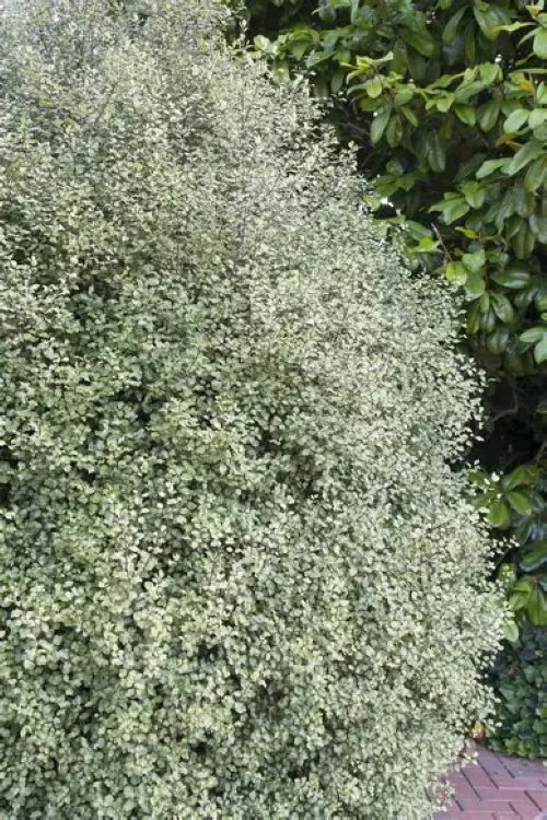 Pittosporum Silver Sheen