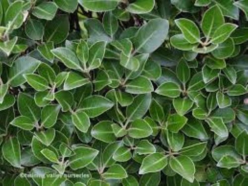 Pittosporum Stephens Island