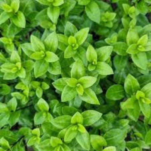 Pittosporum Frankies Folly