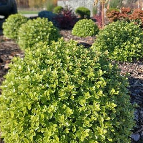 Pittosporum  'Gobstopper'