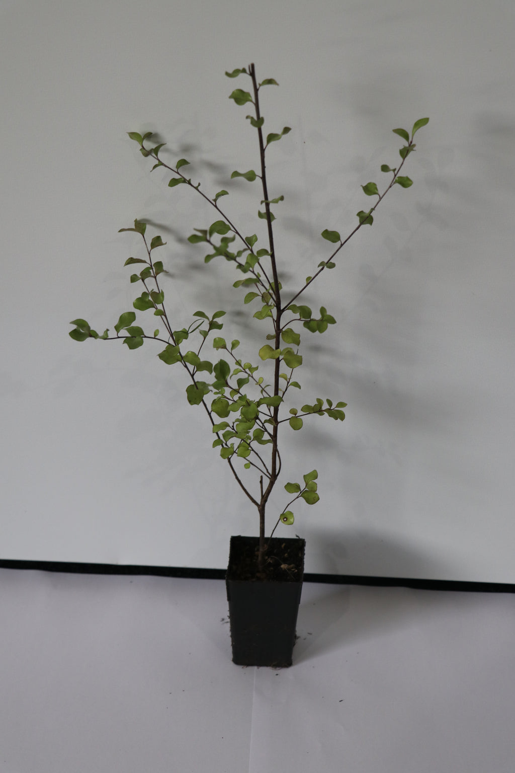 Pittosporum Silver Sheen