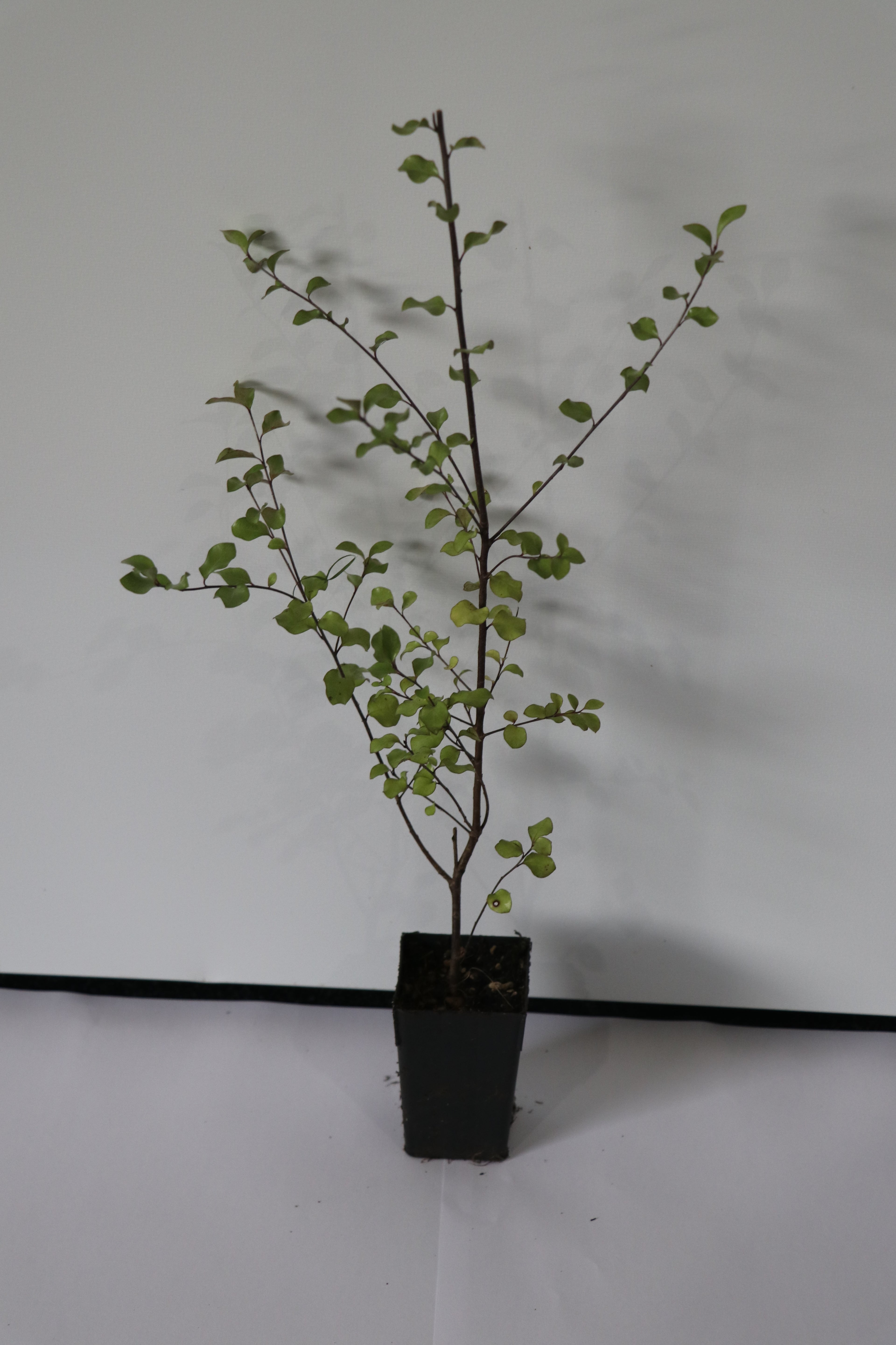 Pittosporum Silver Sheen