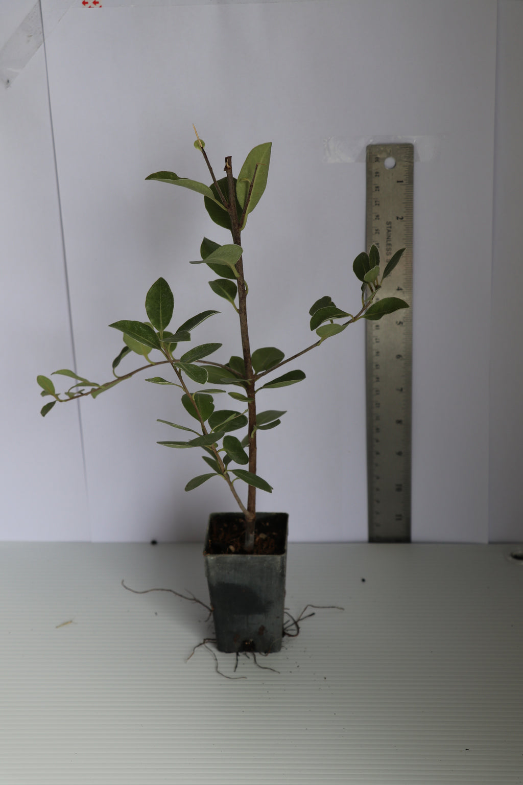 Pittosporum Stephens Island