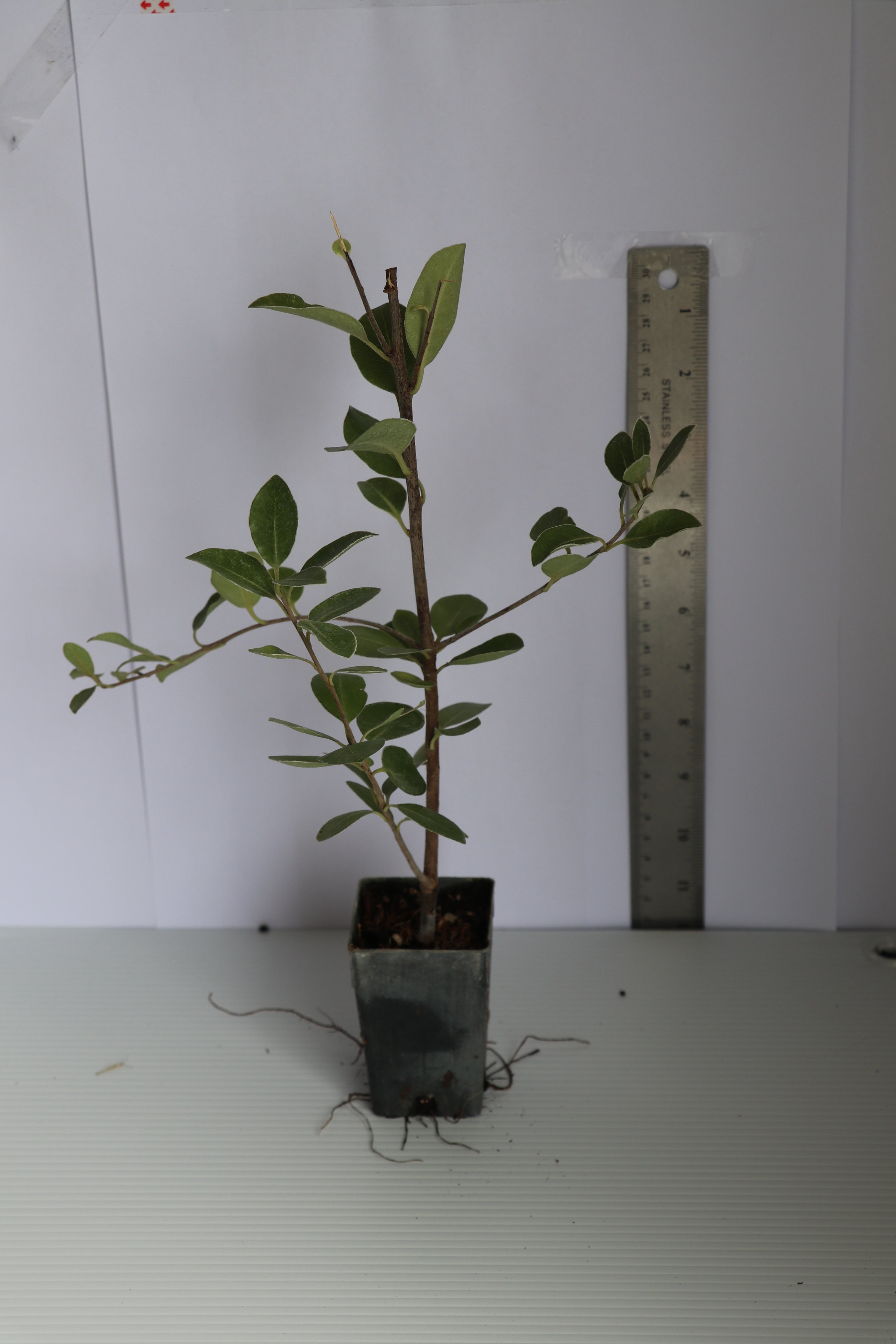 Pittosporum Stephens Island