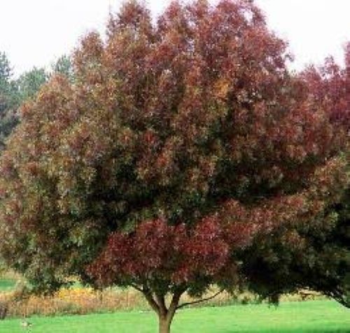 Platanus Ace of Clubs - Bareroot Tree