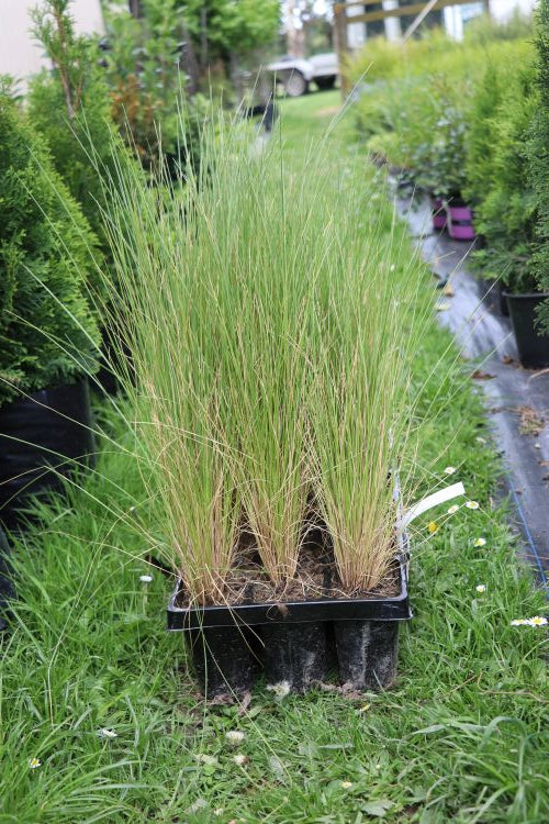 Poa Cita - Silver Tussock