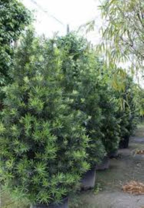 Podocarpus macrophyllus Makii