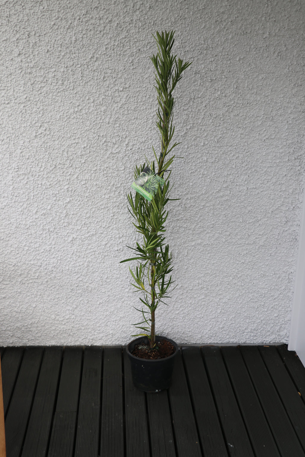 Podocarpus macrophyllus Makii