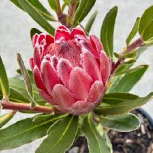 Protea Pink Ice