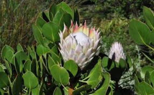 Protea Cynaroides - King Protea 2.5lt