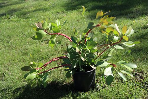 Protea Cynaroides - King Protea 2.5lt