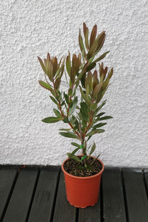 Protea Pink Ice