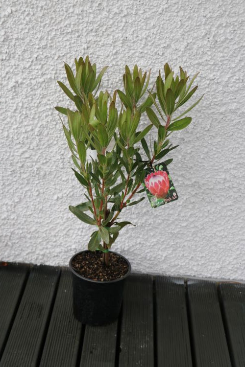 Protea Red Ice