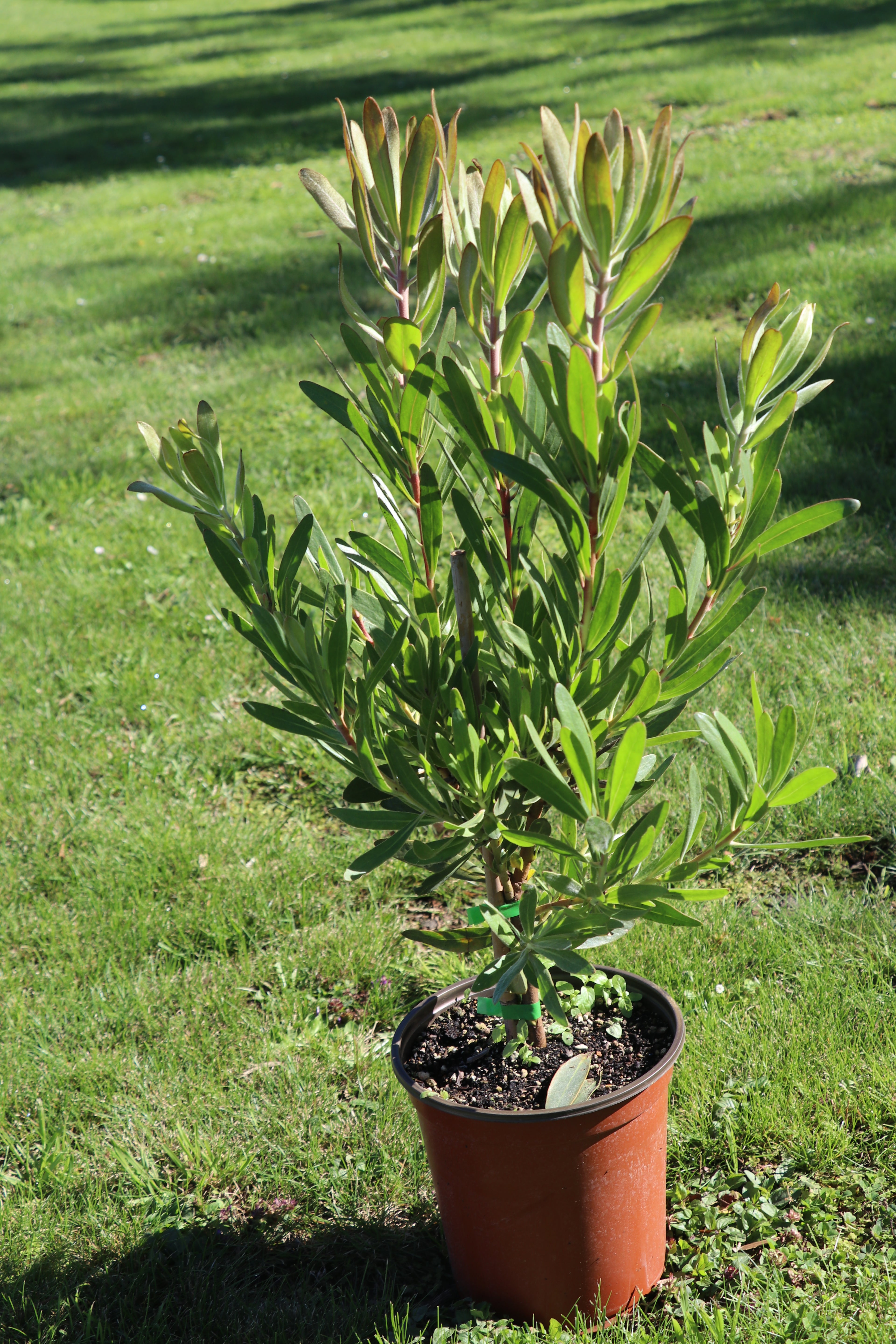Protea Red Ice