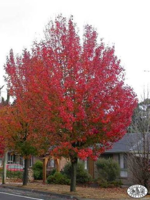 Pyrus Bradford - Bareroot Tree