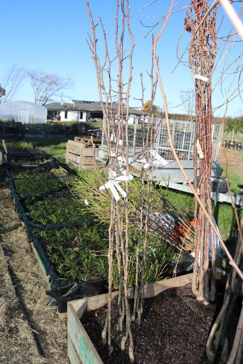 Pyrus Bradford - Bareroot Tree