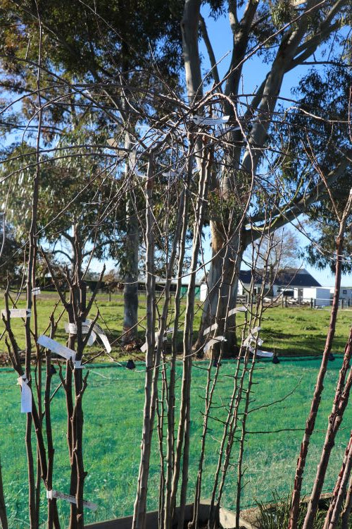 Pyrus Salicifolia Pendula 1.7m - Bareroot Tree