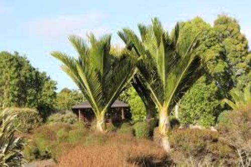 Rhopalostylis sapida Pitt Island -  Nikau
