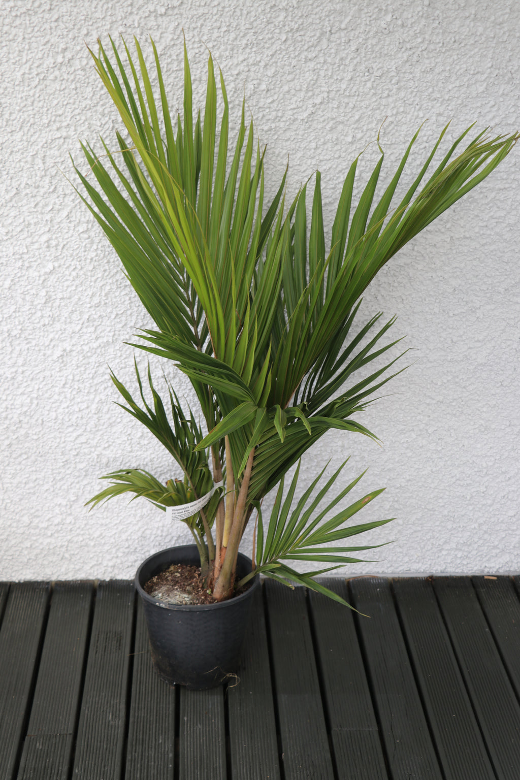 Rhopalostylis sapida Pitt Island -  Nikau