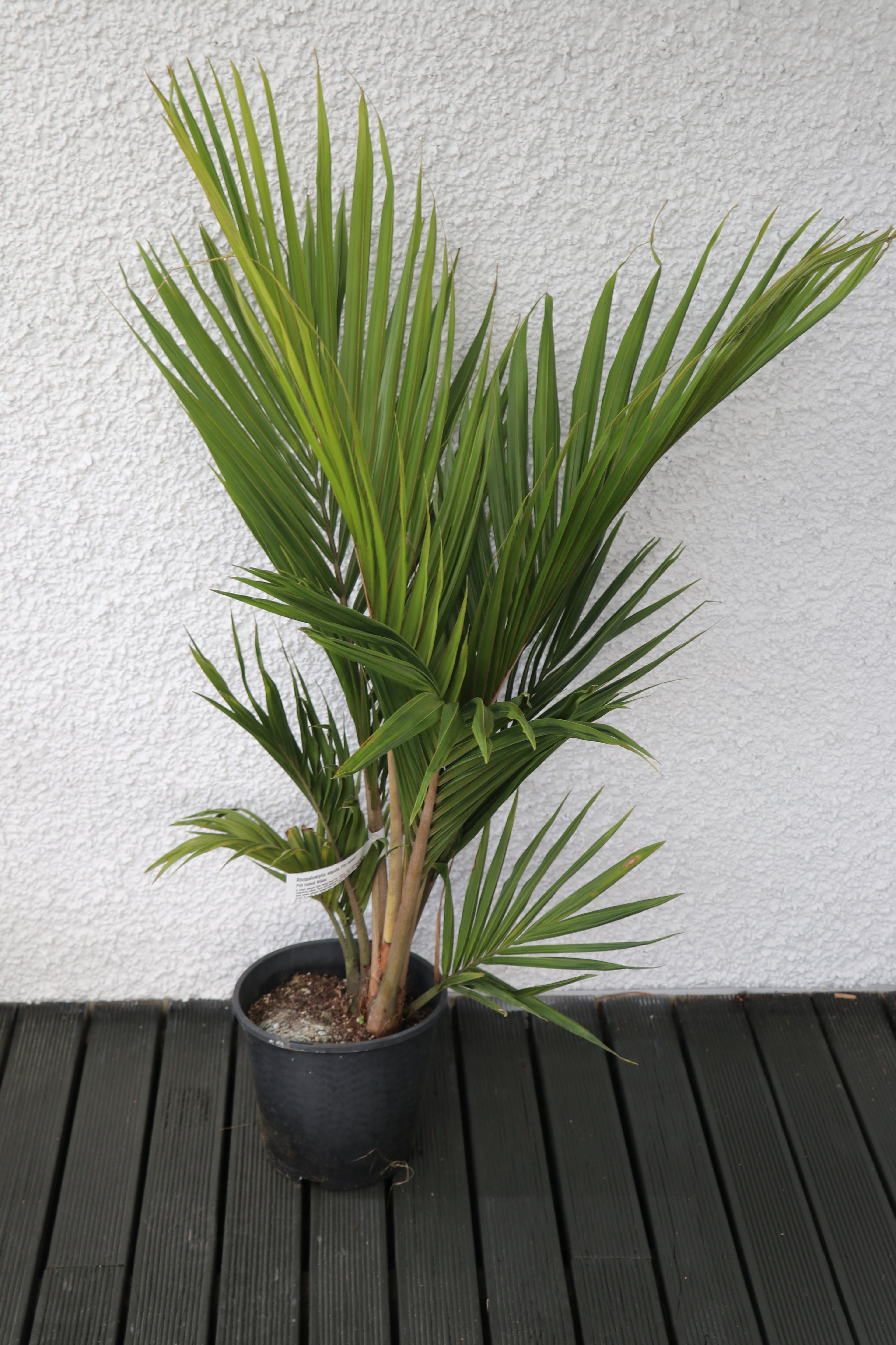 Rhopalostylis sapida Pitt Island -  Nikau