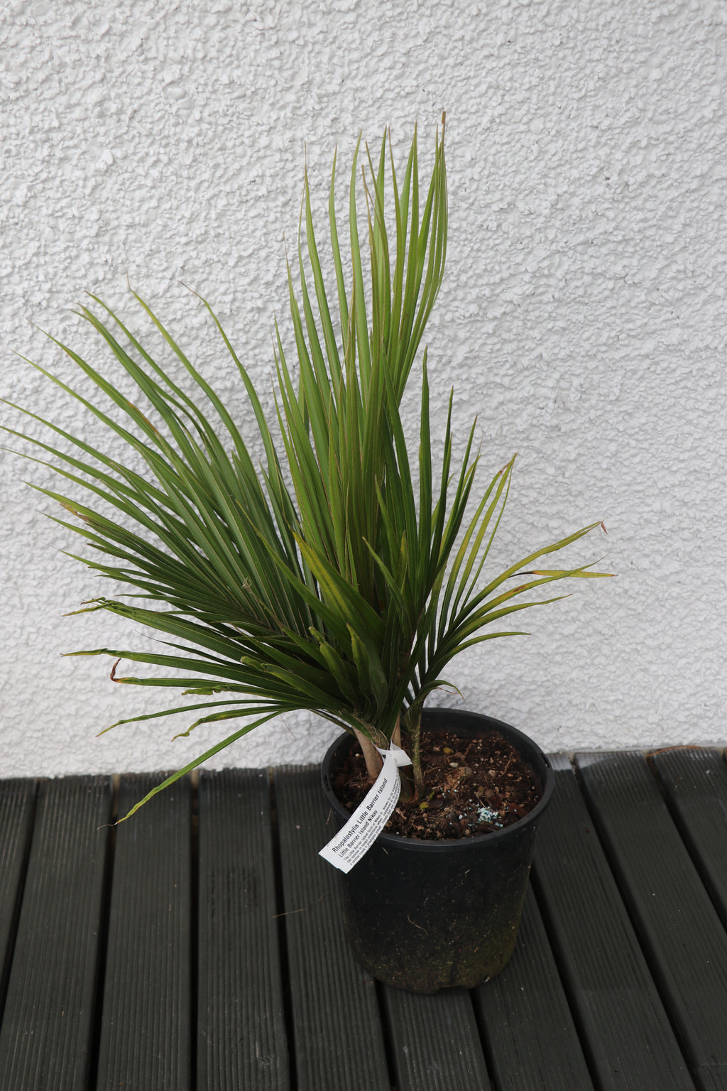 Rhopalostylis sapida 'Little Barrier' - Nikau