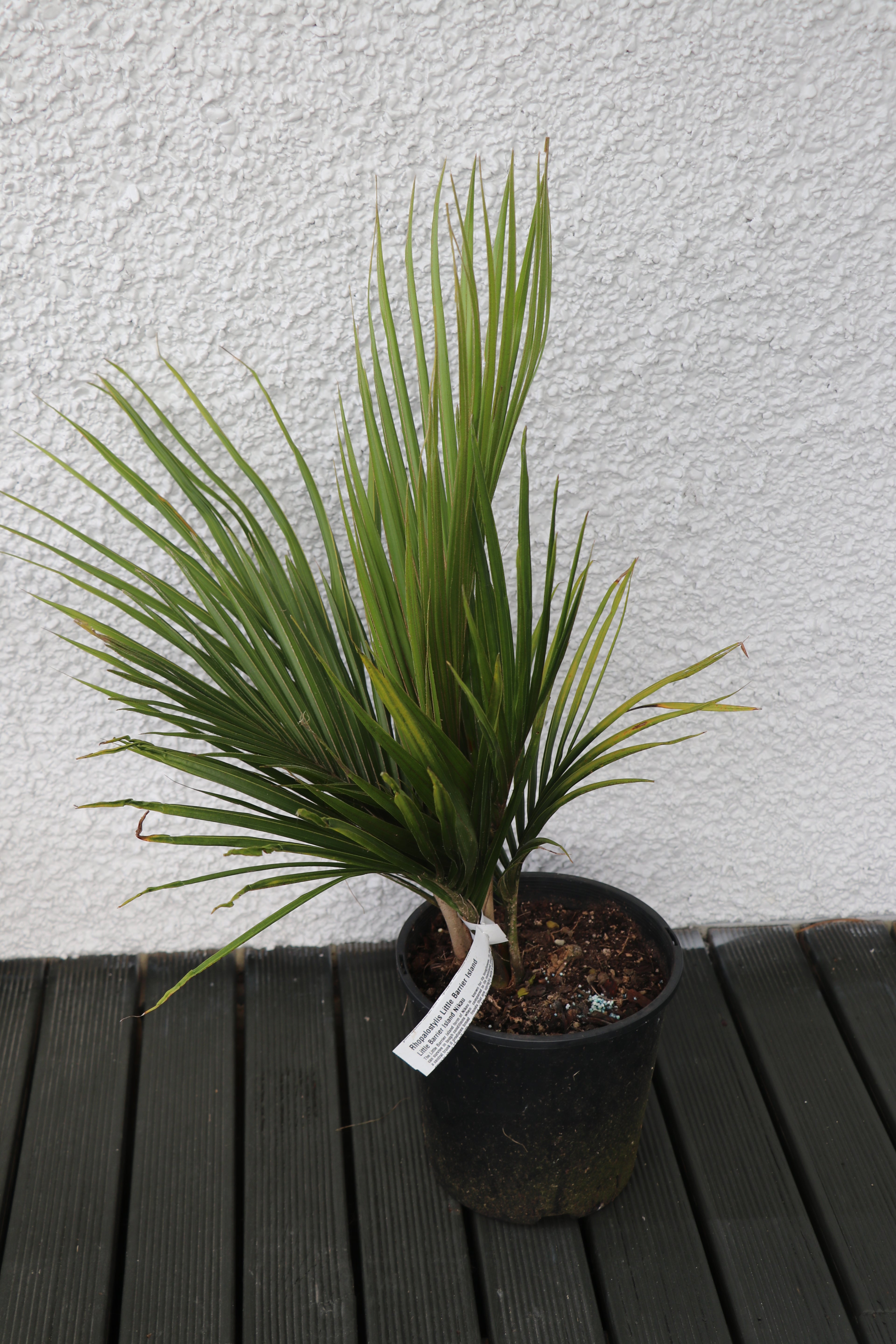 Rhopalostylis sapida 'Little Barrier' - Nikau