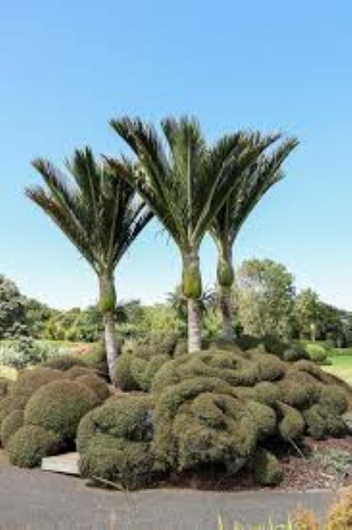 Rhopalostylis sapida 'Little Barrier' - Nikau