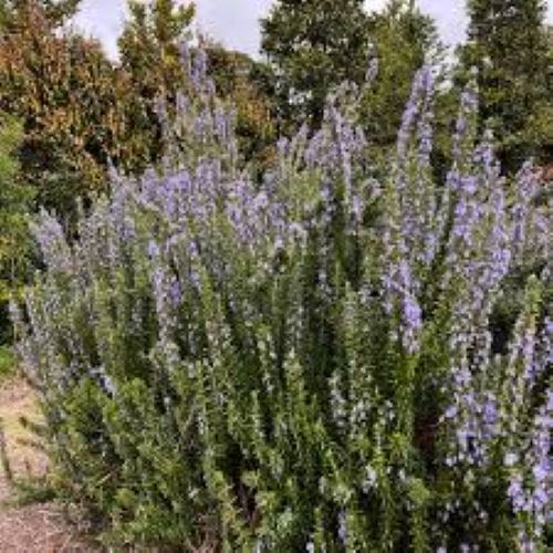 Rosmarinus Tuscan Blue - Upright Rosemary