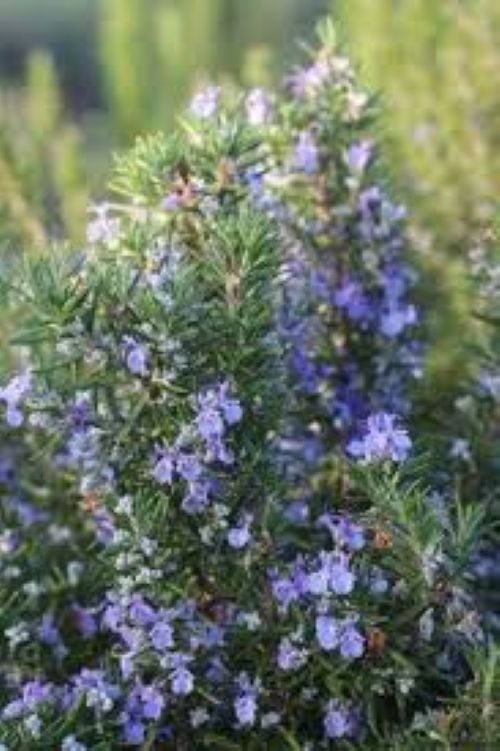 Rosmarinus Tuscan Blue - Upright Rosemary