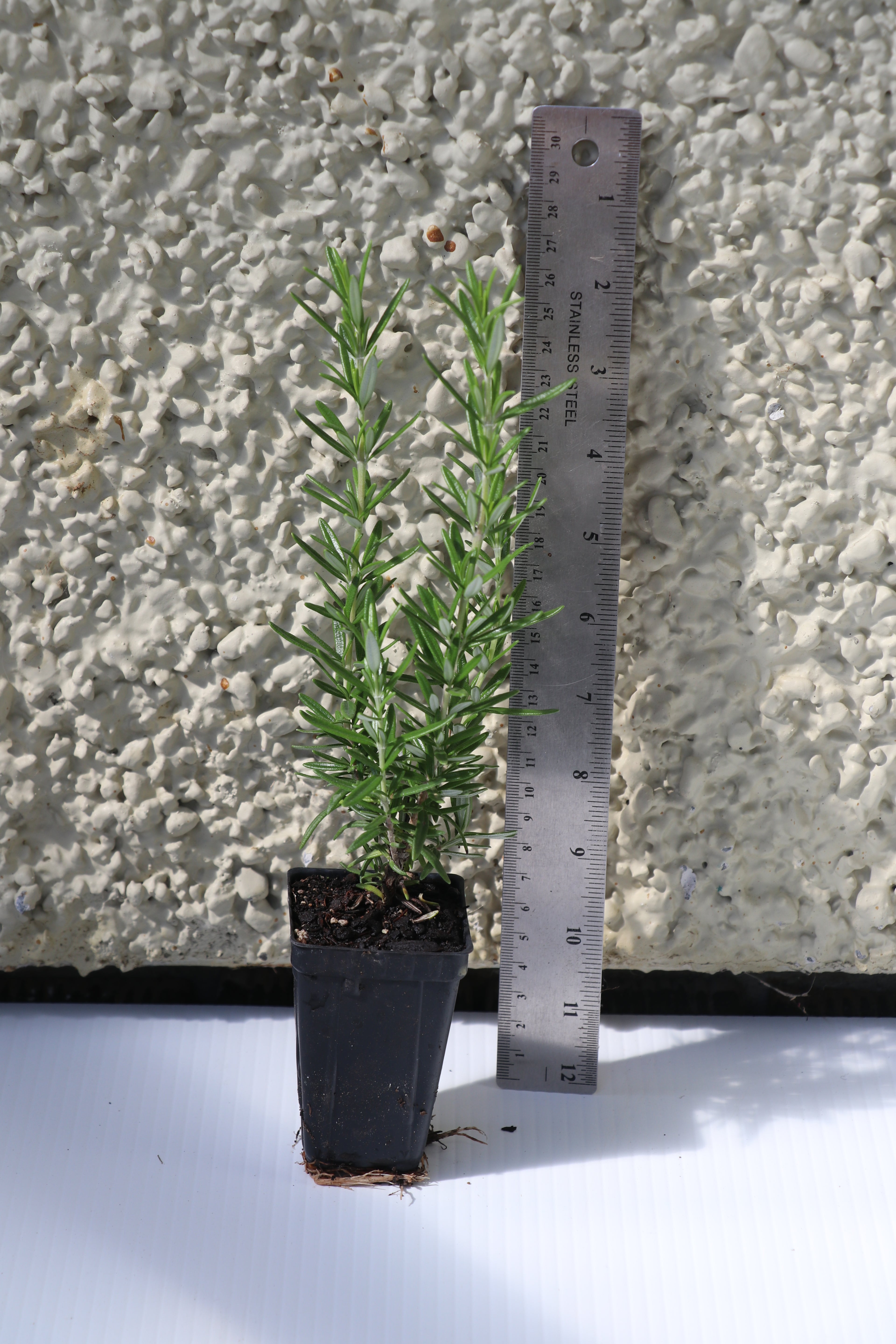 Rosmarinus Tuscan Blue - Upright Rosemary