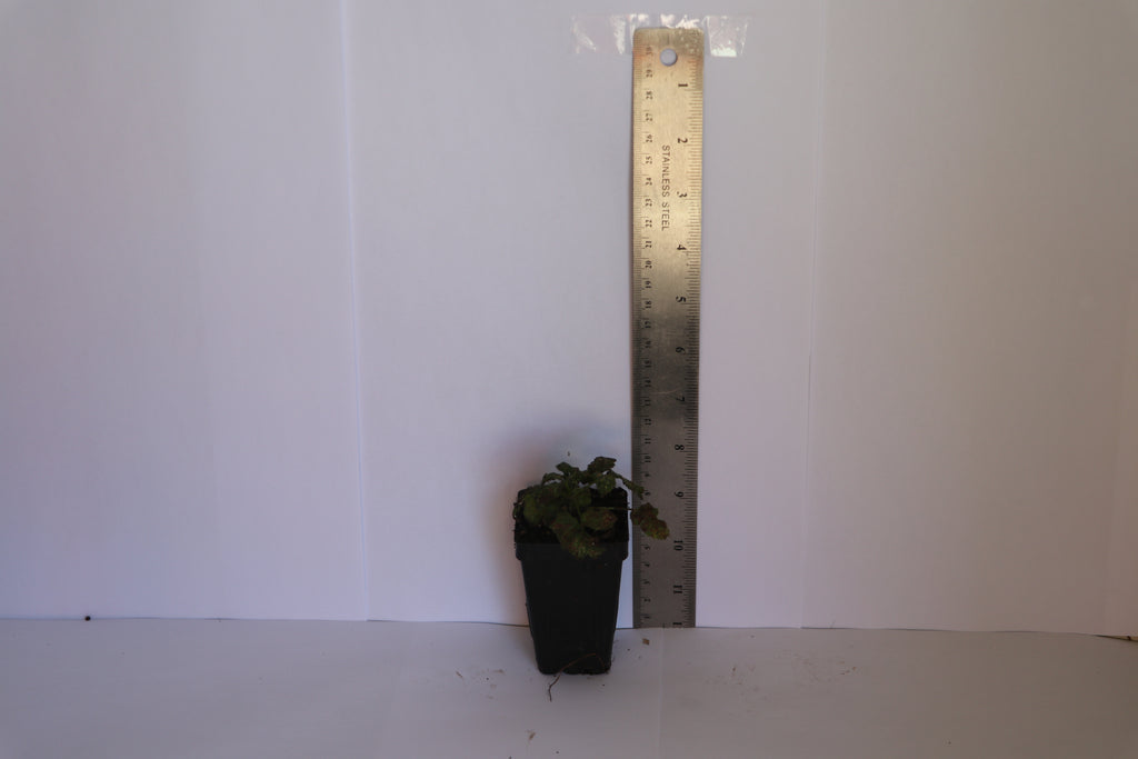 Rubus Black Stain - Blackberry