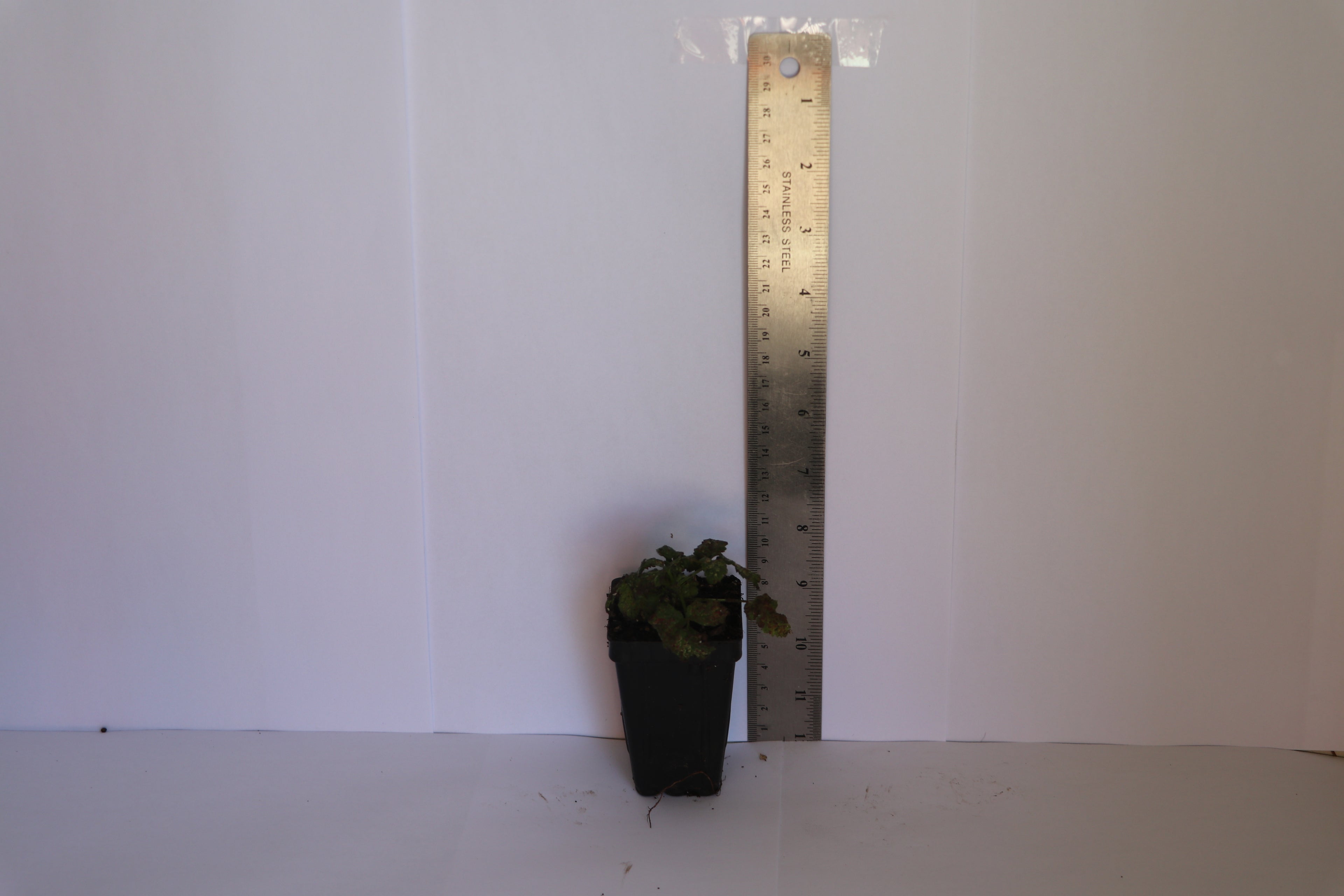 Rubus Black Stain - Blackberry