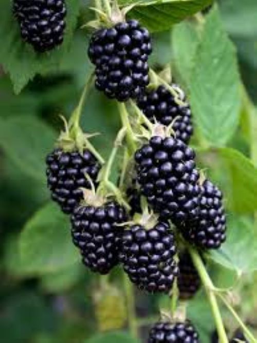 Rubus Black Stain - Blackberry