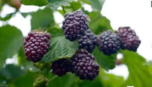 Rubus - Boysenberry Tasman