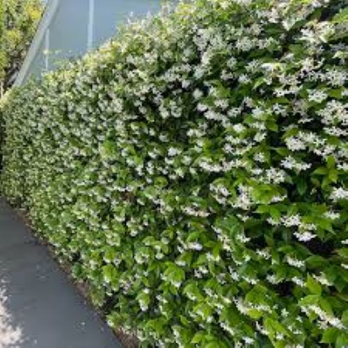 Trachelospermum Jasminoides - Star Jasmine