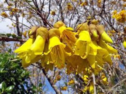 Sophora microphylla - Kowhai