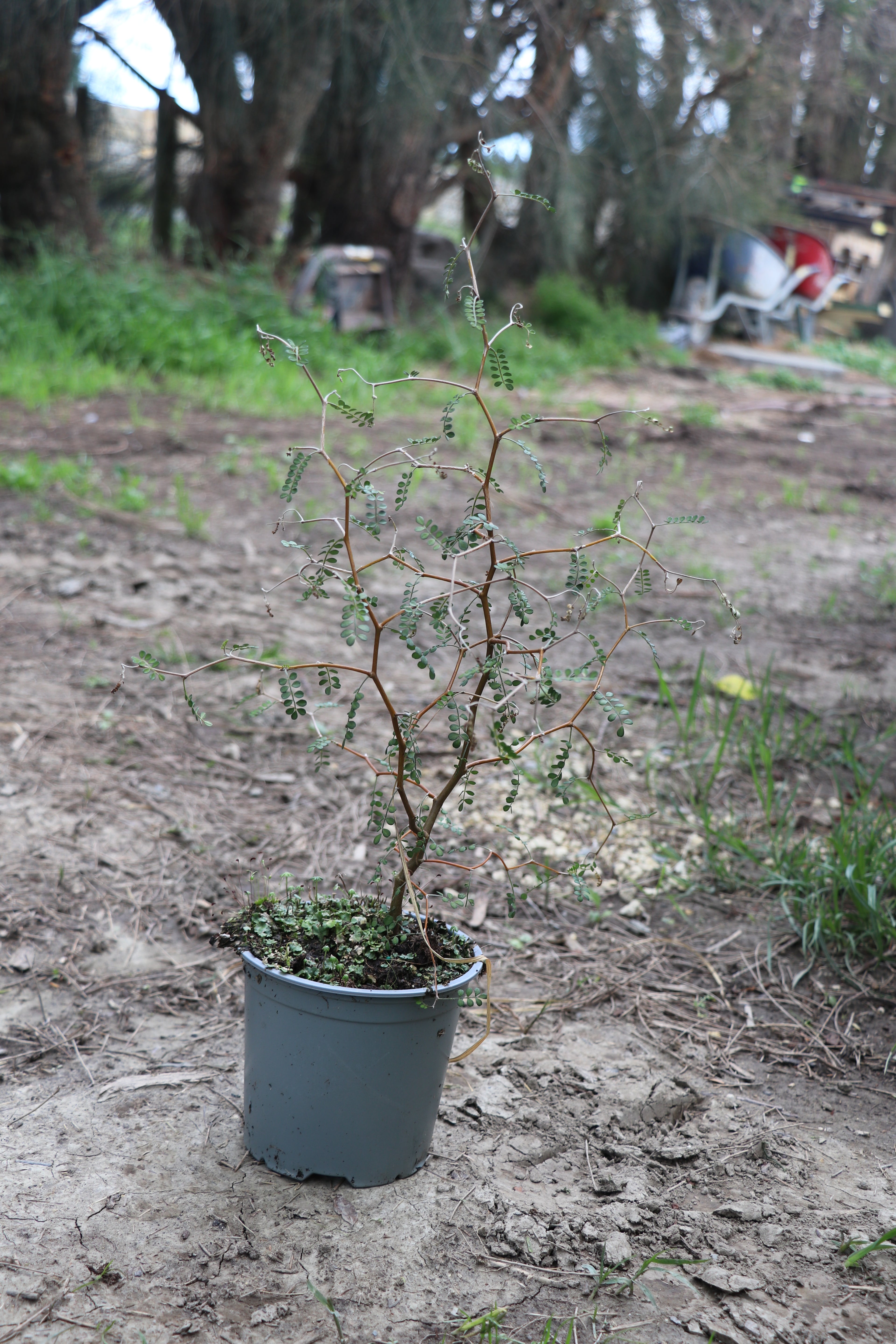 Sophora microphylla - Kowhai