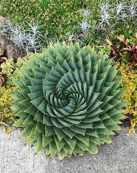 Aloe Polyphylla