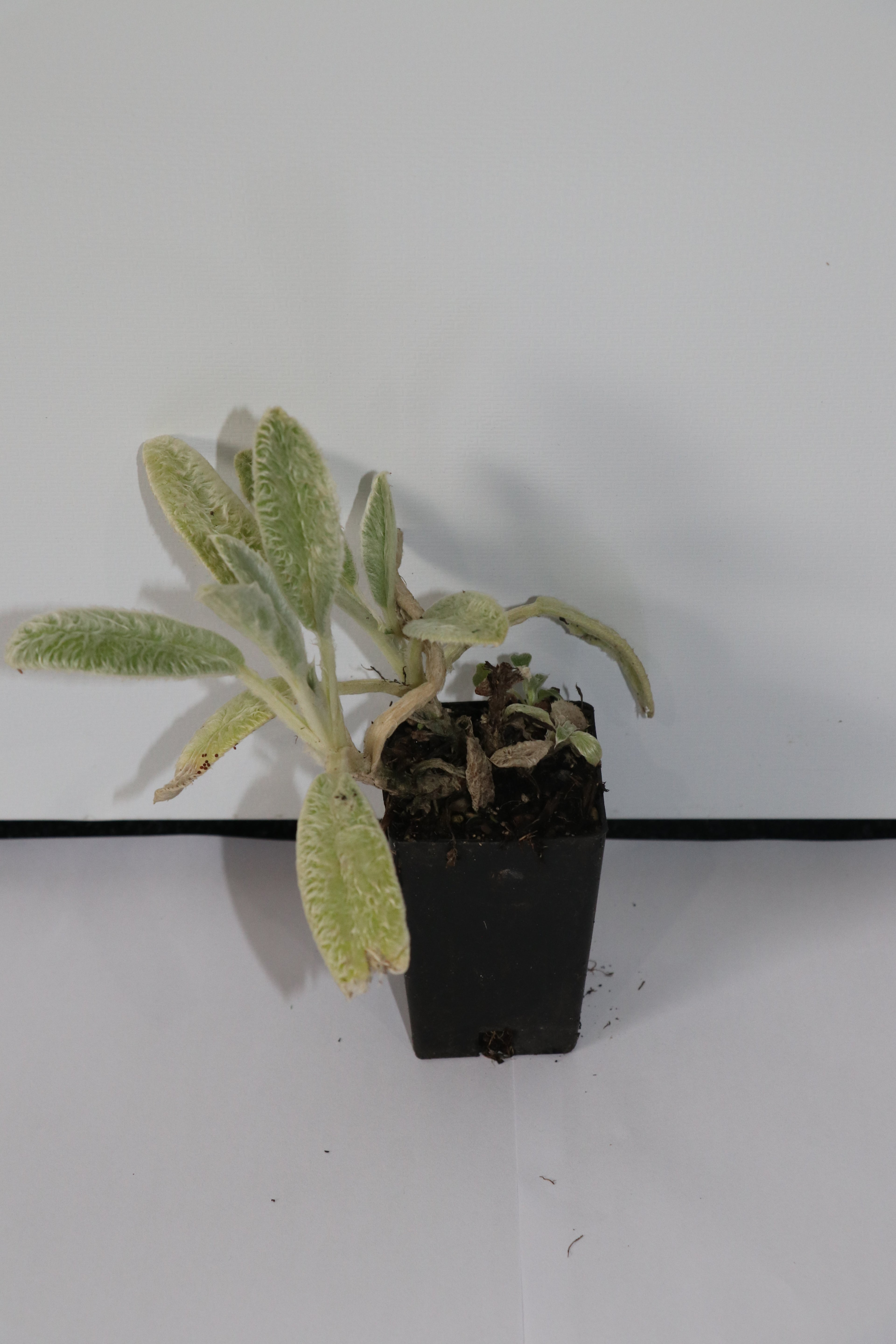 Stachy Byzantina - Lambs Ears