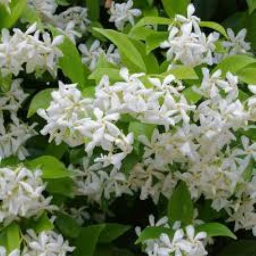 Trachelospermum Jasminoides - Star Jasmine