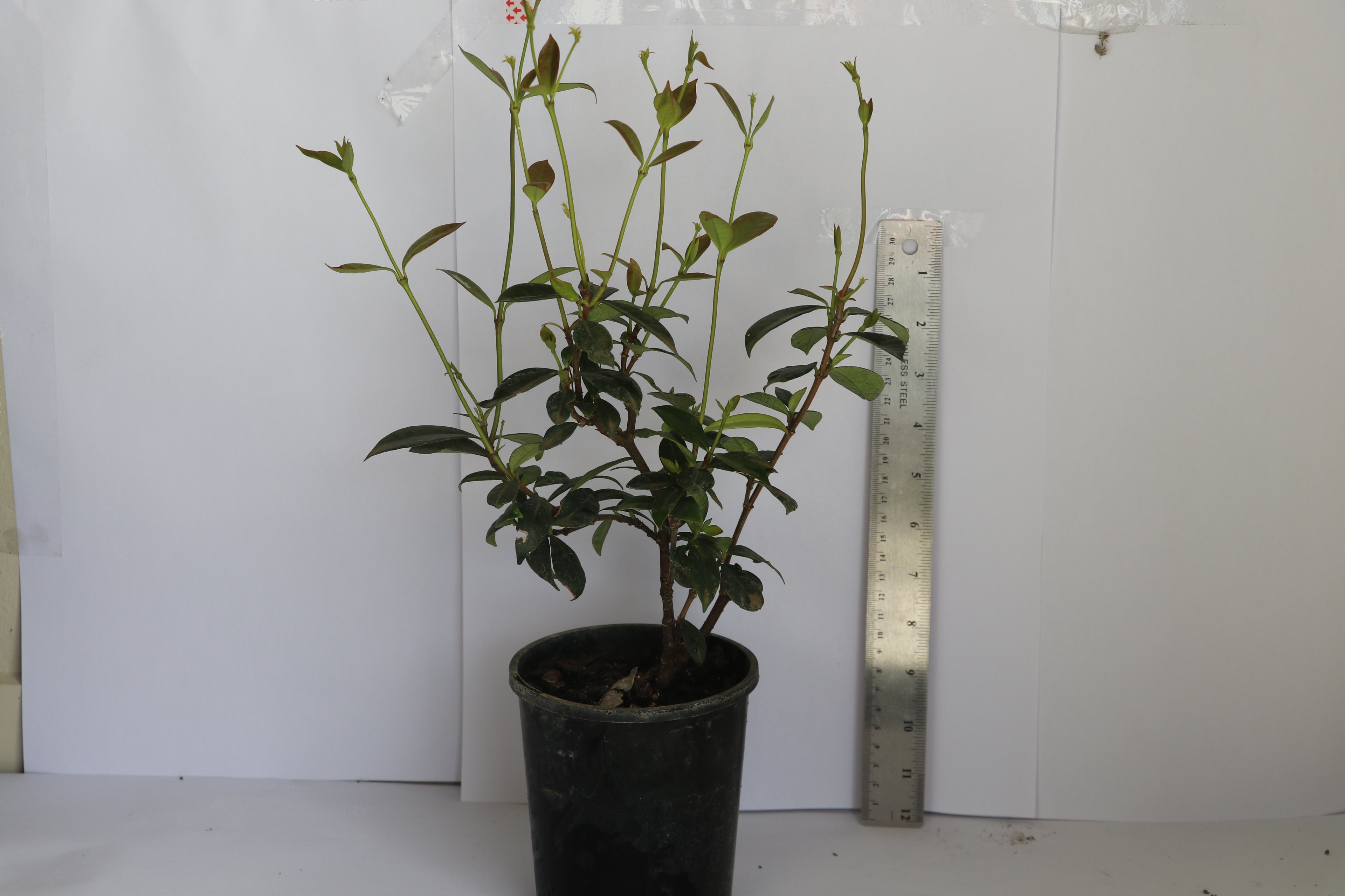 Trachelospermum Jasminoides - Star Jasmine